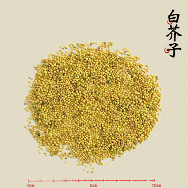  p>炒芥子:取净芥子,照清炒法炒至深黄色有香辣气.用时捣碎.