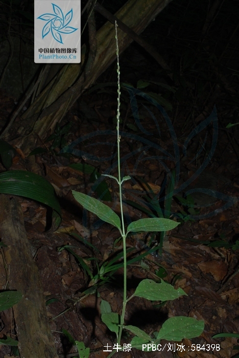  p>土牛膝,中药名.