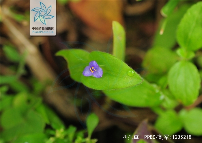  p>四孔草,所属 a target="_blank" href="/item/植物界/229045" data