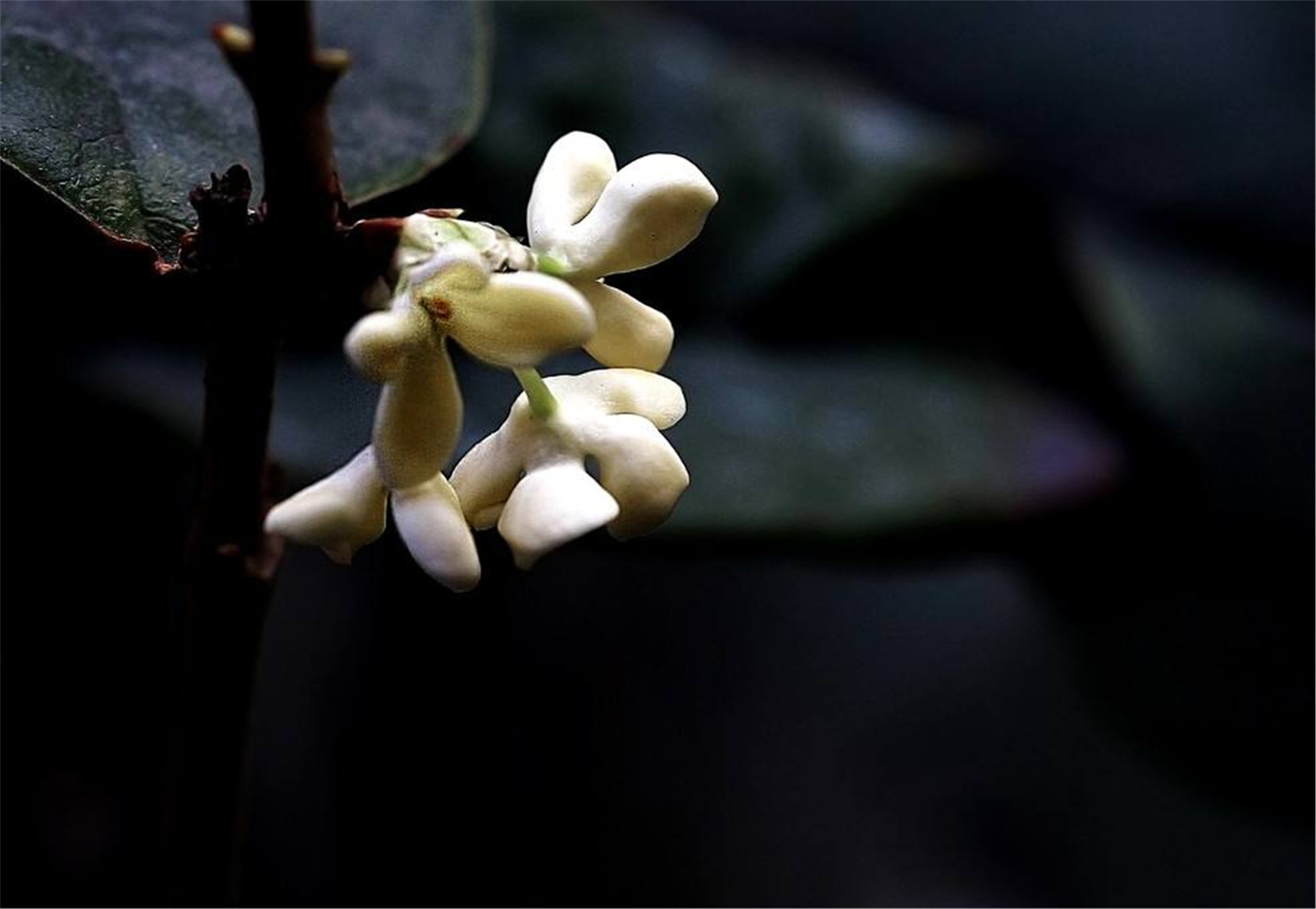  p>早银桂(学名: i>osmanthus fragrans /i> 'zao yingui&amp