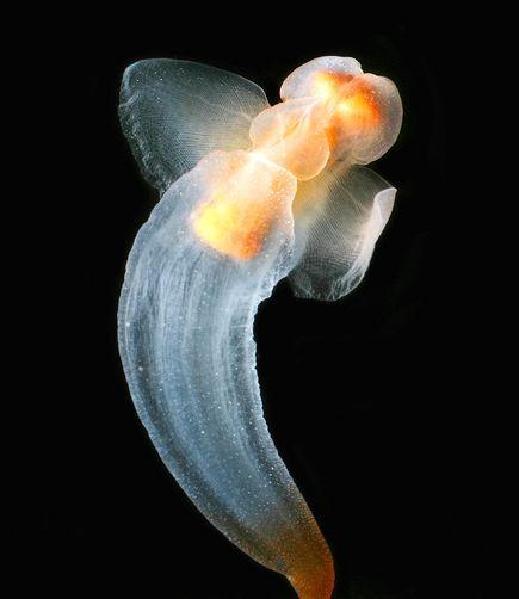 clione limacina