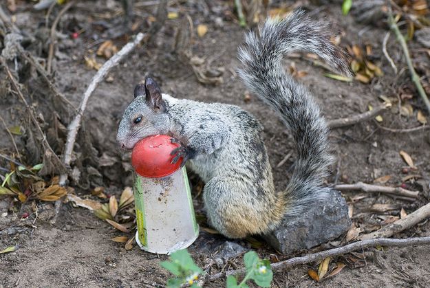 guayaquil squirrel