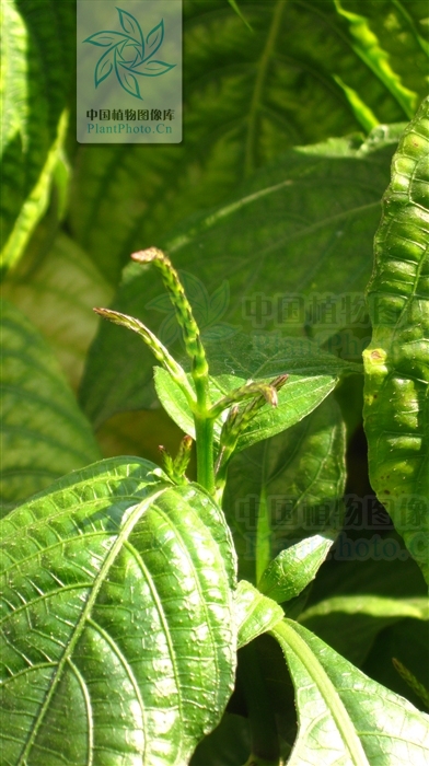  p> b>野靛棵 /b>(学名: i>mananthes patentiflora /i>)是爵床科野靛
