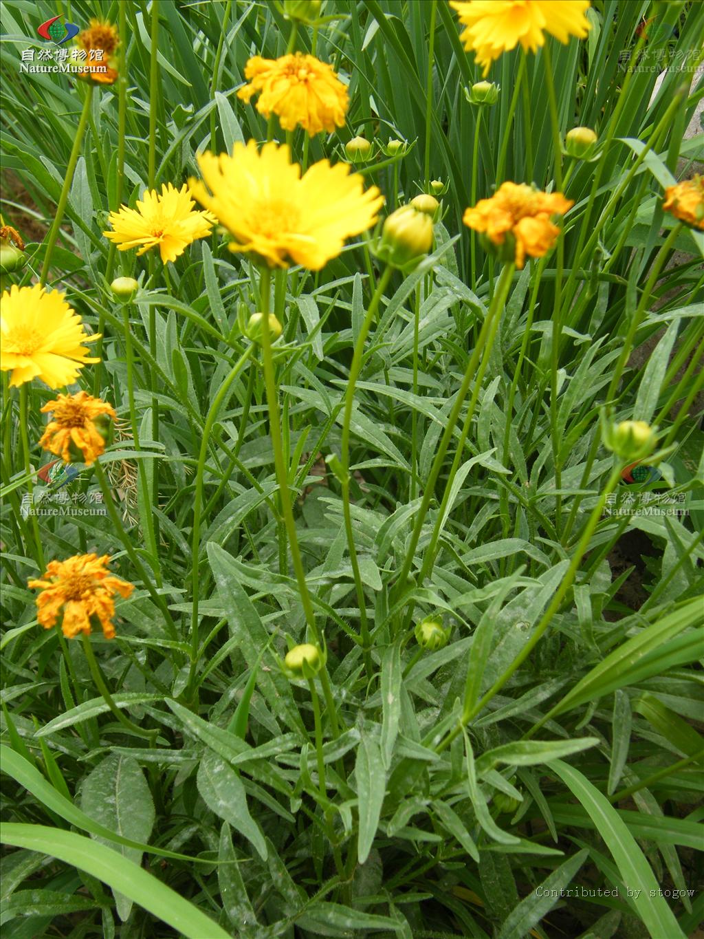  p>剑叶金鸡菊( i>coreopsis lanceolata /i> l.