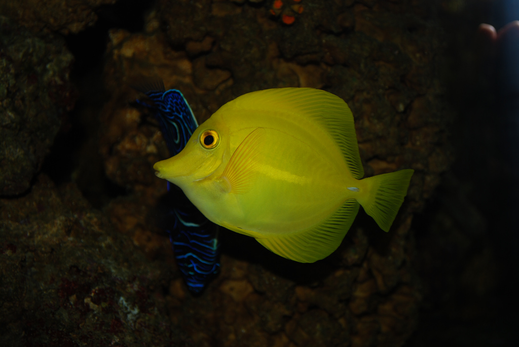  p>黄高鳍刺尾鱼(学名: i>zebrasoma flavescens /i>)其体卵圆而侧扁