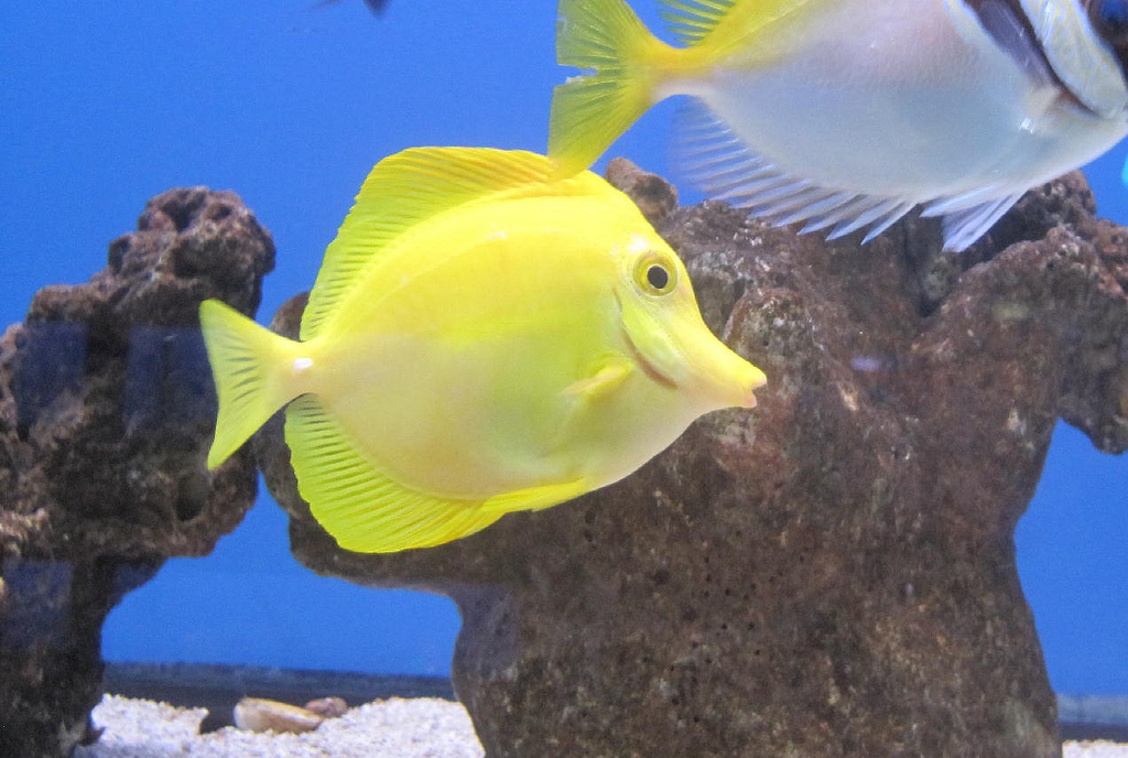  p>黄高鳍刺尾鱼(学名: i>zebrasoma flavescens /i>)其体卵圆而侧扁