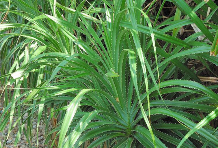  p>露兜树属为植物界露兜树科,灌木或乔木,干常有支柱根;叶狭长,常聚