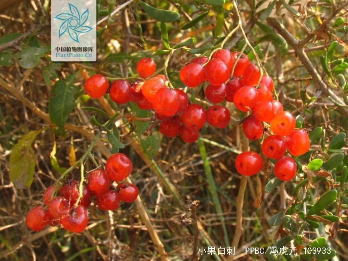 小果白刺