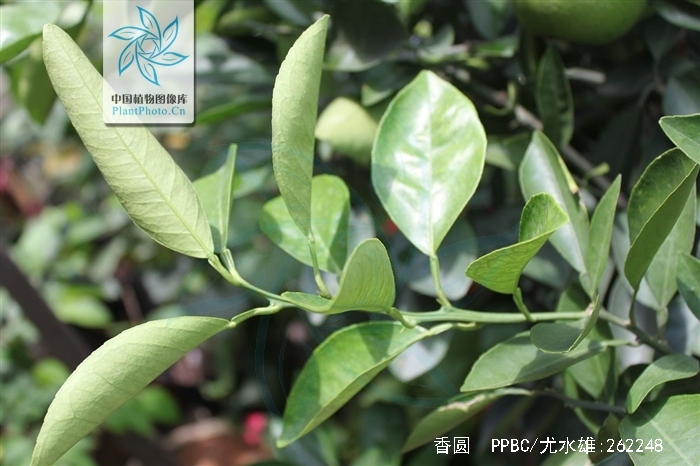 香橼