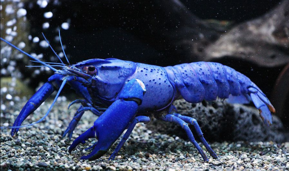  p>马龙螯虾(cherax cainii-marron),世界第三大淡水螯虾,生活在澳洲