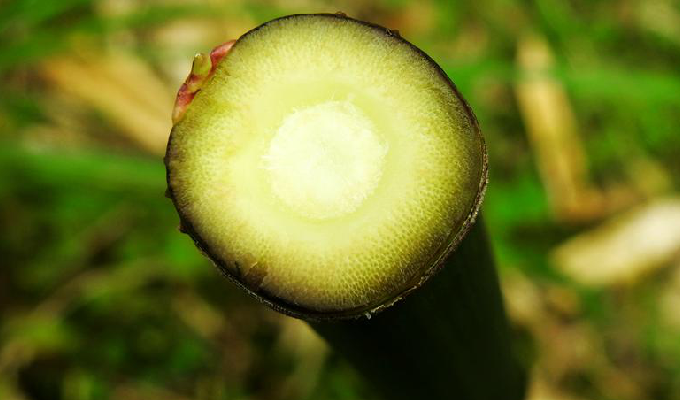 chimonobambusa quadrangularis (fenzi) makino