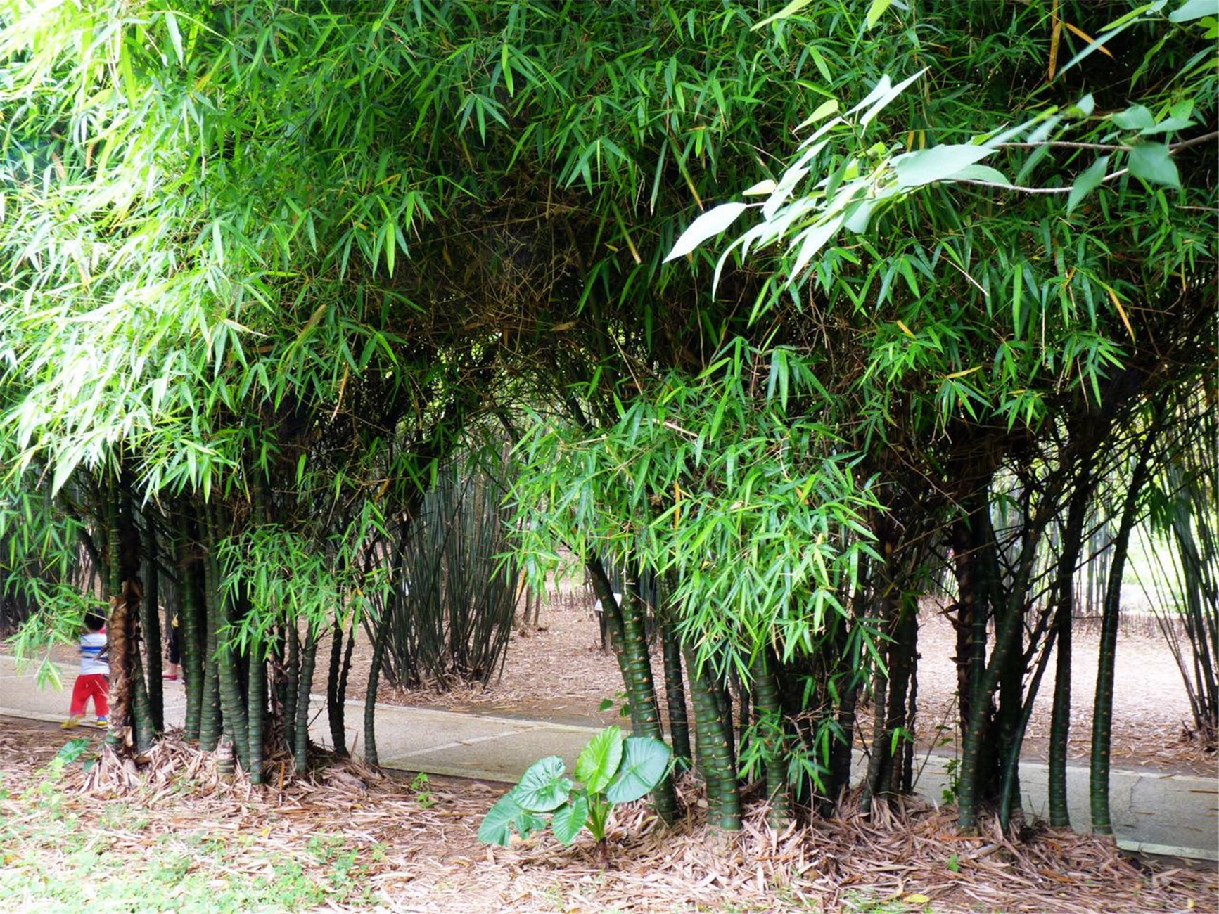 mcclure):为 a href="#" data-lemmaid="2458872">禾本科 /a>丛生型竹