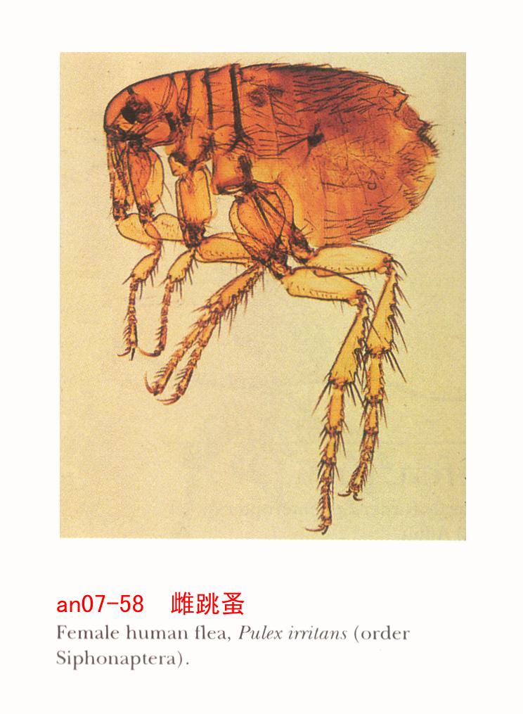  p data-id="gnwnua5ut6">席虫就是藏在草 a