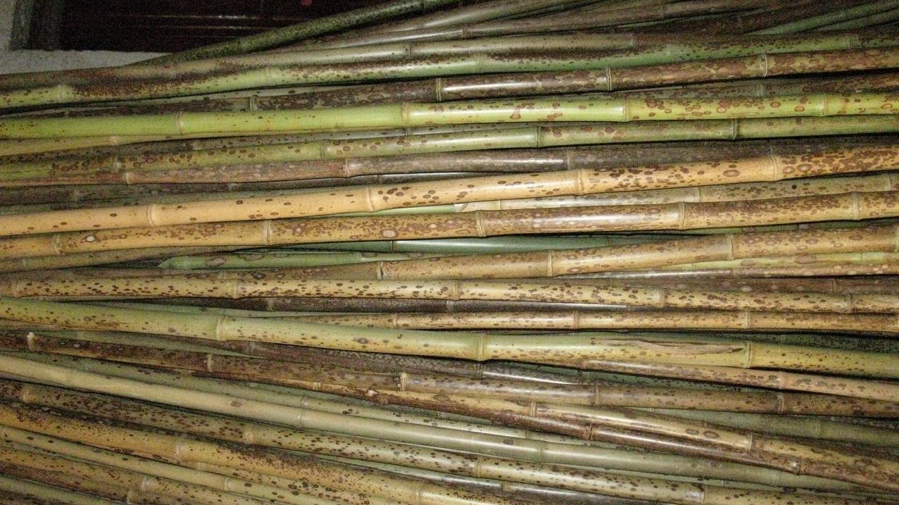  p>金丝竹,别名黄金间碧玉竹,青丝金竹, a href="#" data-lemmaid="