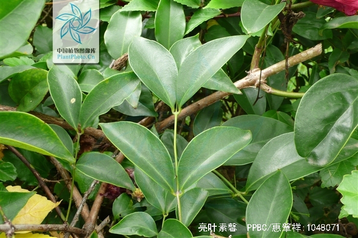  p> a href="#" data-lemmaid="6201101">亮叶素馨 /a>(学名:jasminum