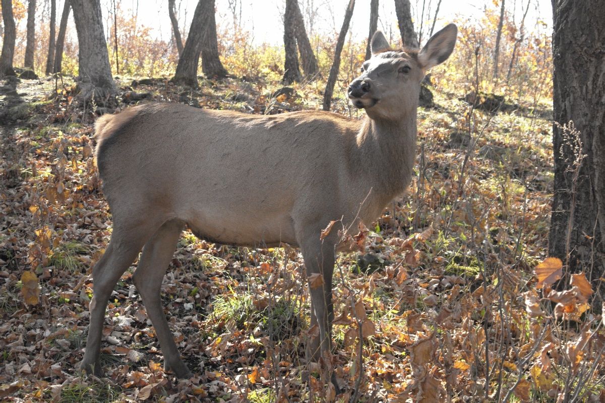  p>东北马鹿(学名:cervus elaphus xanthopygus)是马鹿的亚种之一