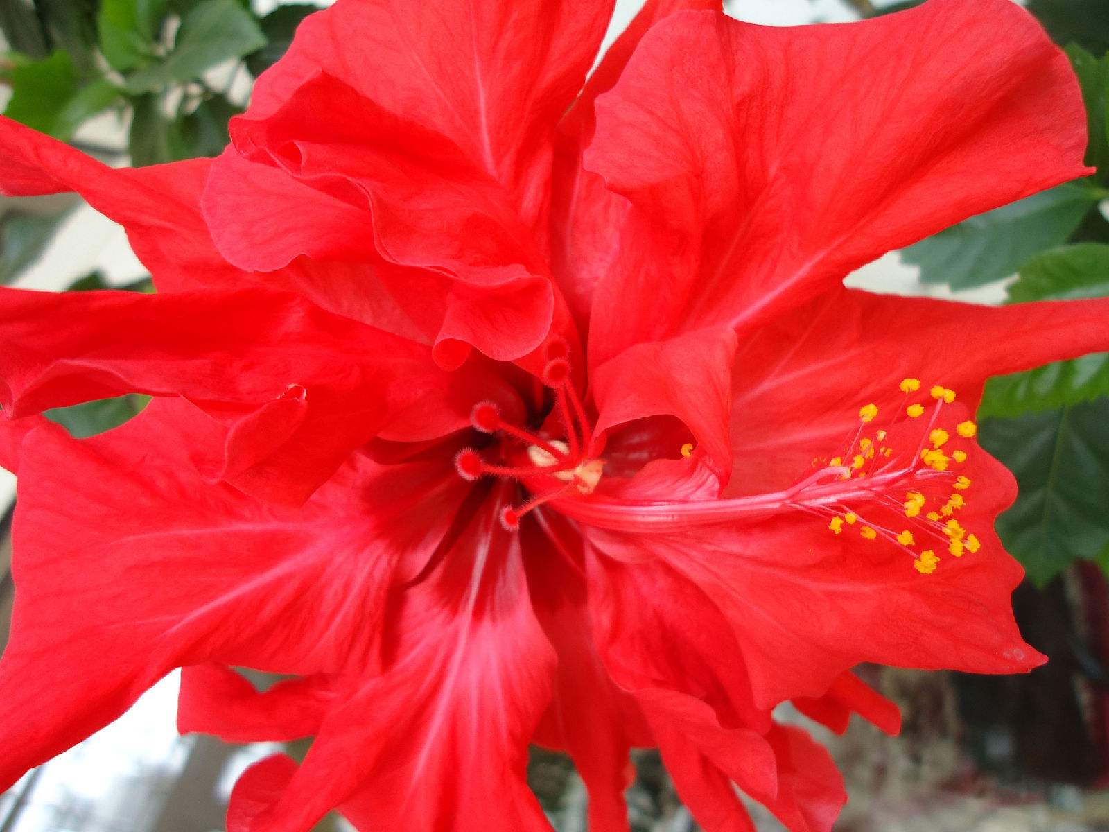 "go0ict7ng5">桑叶牡丹即 a target="_blank" href="/item/扶桑/6187"