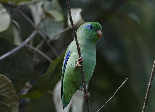  p>眼镜鹦哥(学名:forpus conspicillatus)是一种小鹦鹉,体羽主要是