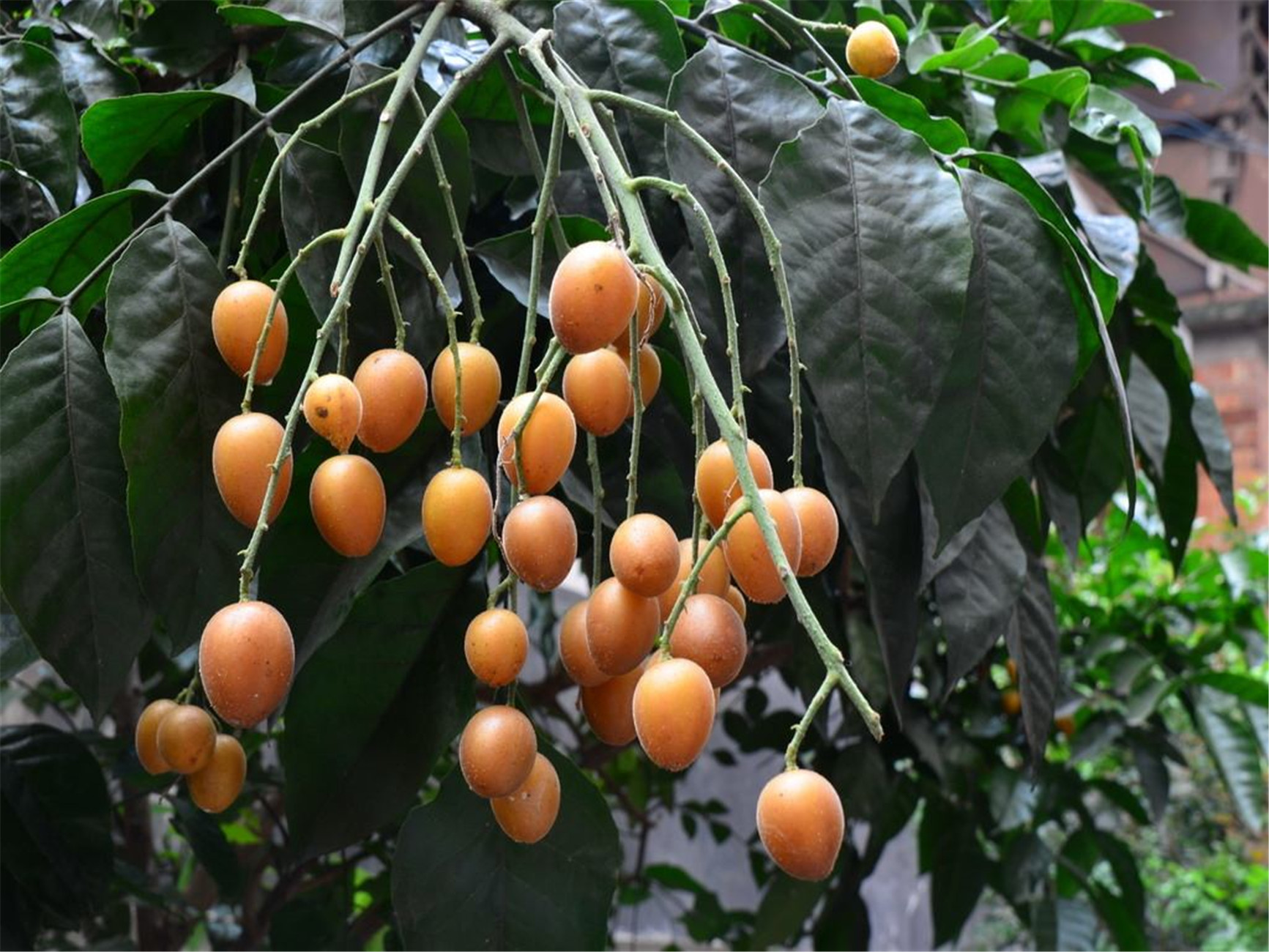  p>黄皮〔学名: i>clausena lansium /i> (lour.