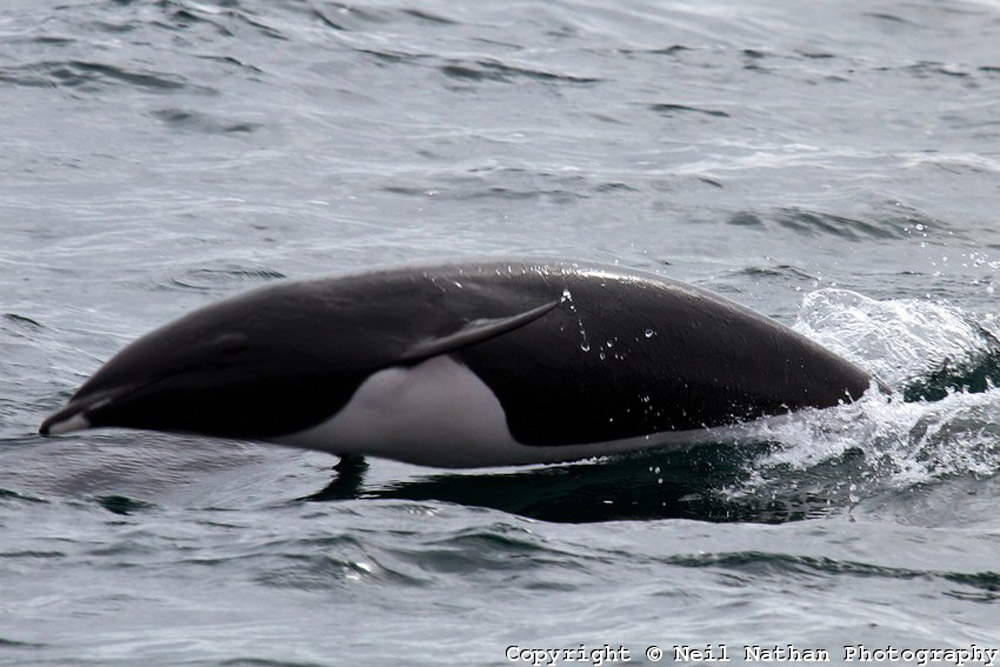  p>北露脊海豚(学名: i>lissodelphis borealis /i>)体型细长,向尾部