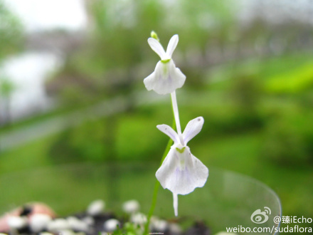  p>史密斯狸藻( a href="#" data-lemmaid="8074290">学名 /a>