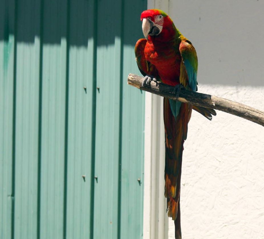  p>小丑金刚鹦鹉(harlequin   macaw):是由两种不同的 a>金刚鹦鹉 /a>