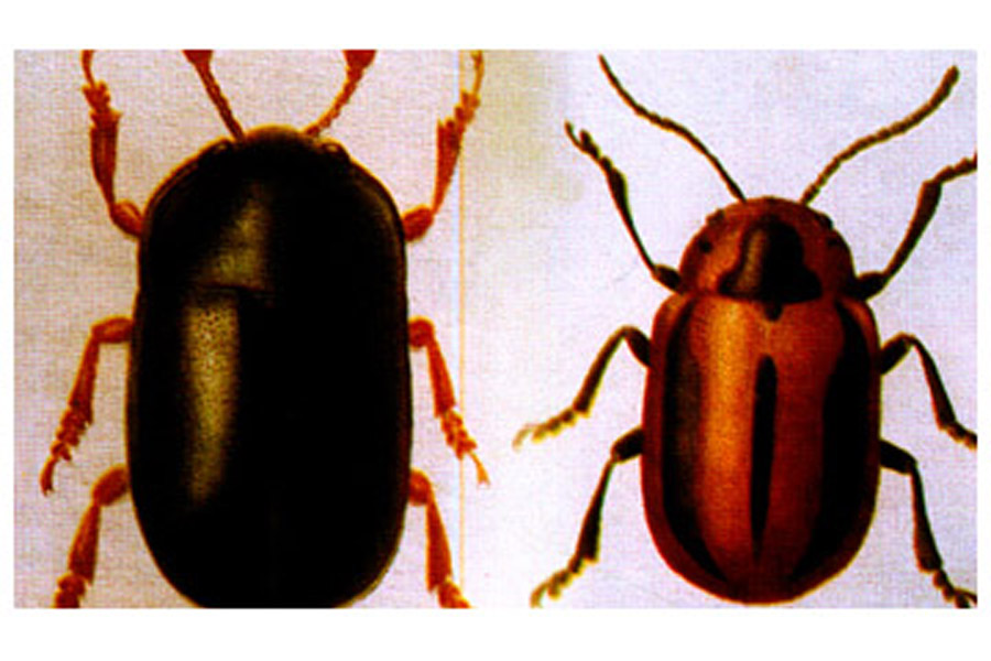 每朵花中可见十几头成虫,取食花蕊,花瓣,子房危害.