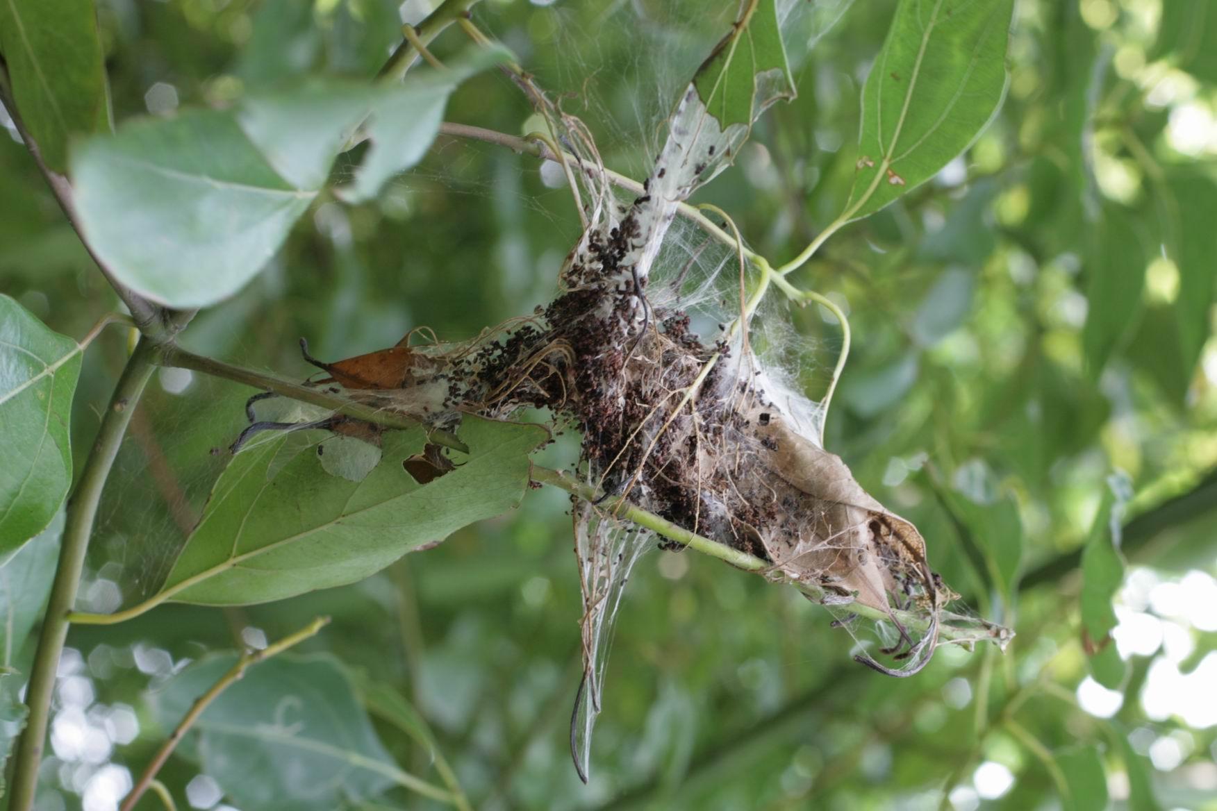  p>香梨优斑螟(euzopherapyriellayang)是为害梨,苹果,枣,无花果,杏