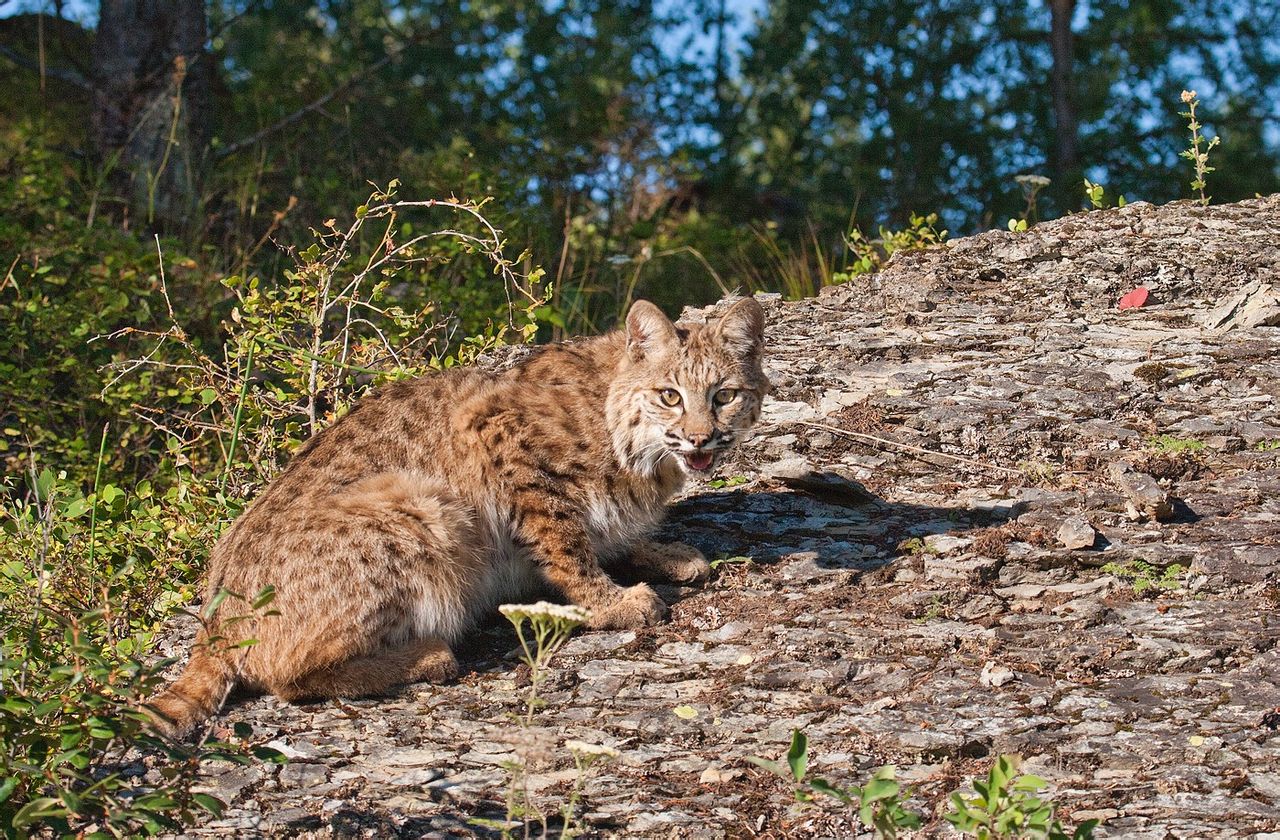  p>短尾猫(学名: b> i>lynx rufus /i> /b>)是分布在 a href="#" data