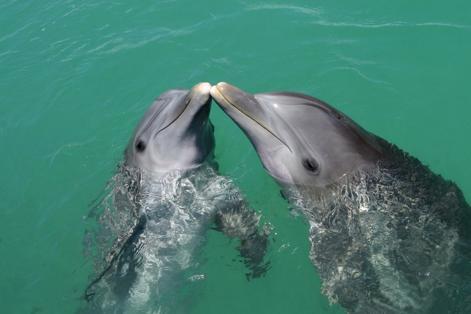 瓶鼻海豚 全网资源