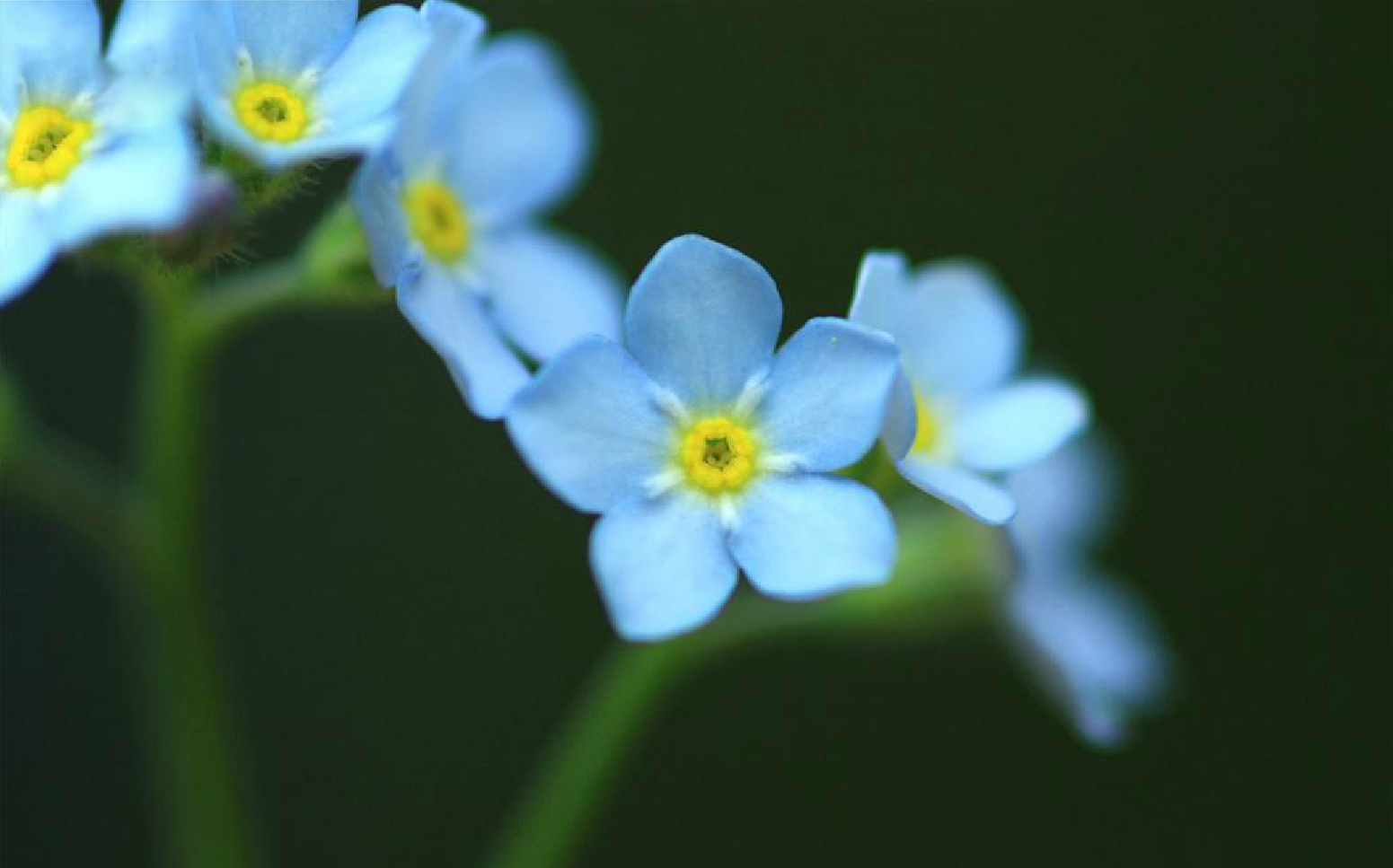 又名勿忘我,为 a target="_blank" href="/item/管状花目">管状花目 