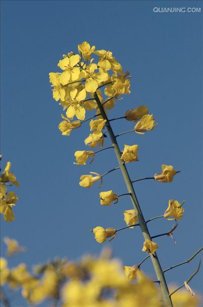  p>油菜,又叫油白菜, a target="_blank" href="/item/苦菜/574927"