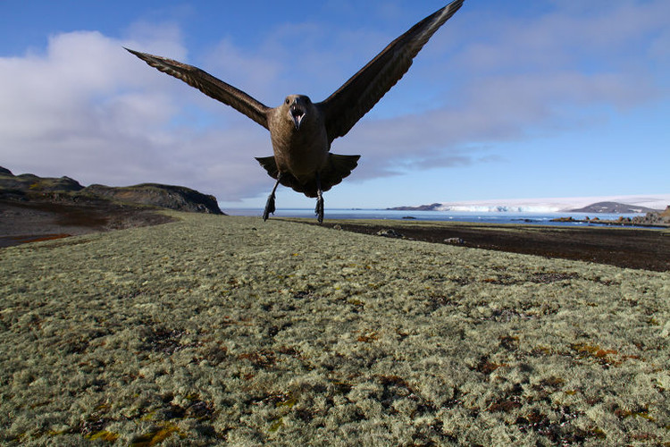 south polar skua