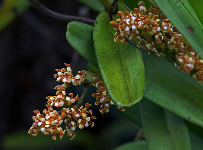  p>窄果脆兰(学名: i>acampe ochracea /i>  (lindl.)  hochr.