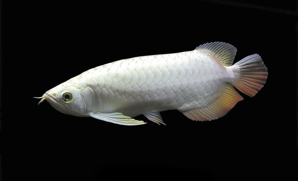  p>"白金龙鱼"(white dragon)指一种较为独特的白色龙鱼个体类型.