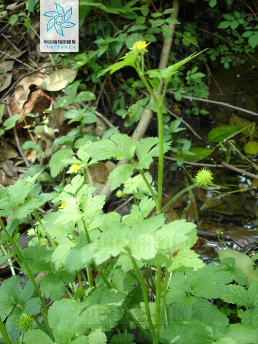 为毛茛科毛莨属的植物.多年生草本.须根伸长簇生.
