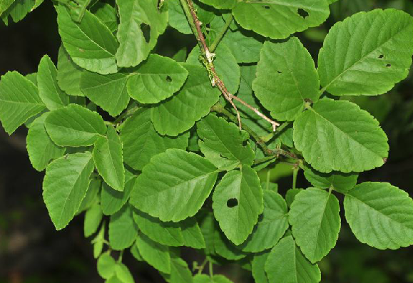  p data-id="gnbirczqeq">三爪龙,中药名.