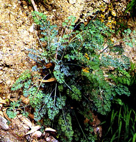  p>三裂紫堇(学名: i>corydalis trifoliata  /i>franch.