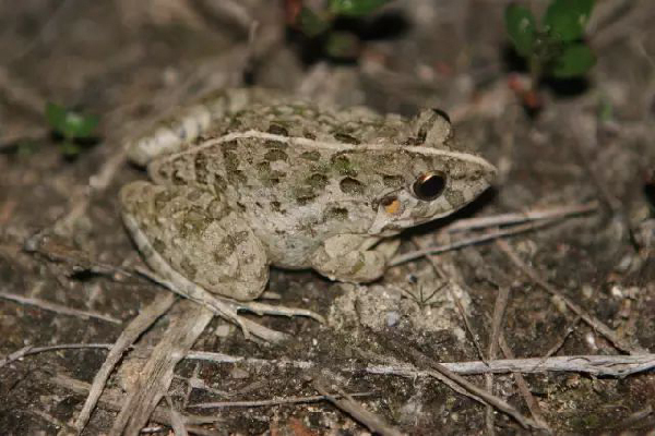  p>泽陆蛙(学名: i>fejervarya multistriata /i>)是叉舌蛙科,陆蛙属