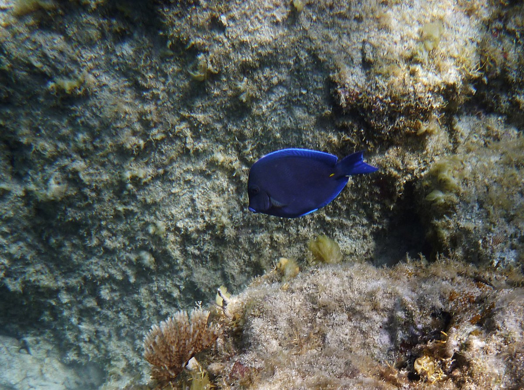  p>蓝刺尾鱼(学名:acanthurus coeruleus).此鱼体呈卵圆形.