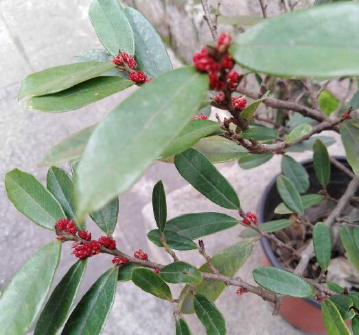  p>中华蚊母树(学名: i>distylium /i>  i>chinense  /i>(franch.