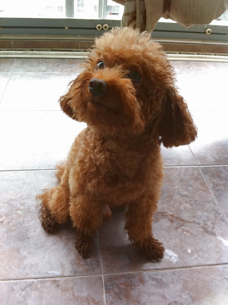  p>迷你贵宾犬和 a href="#" data-lemmaid="6518976">玩具贵宾犬 /a>