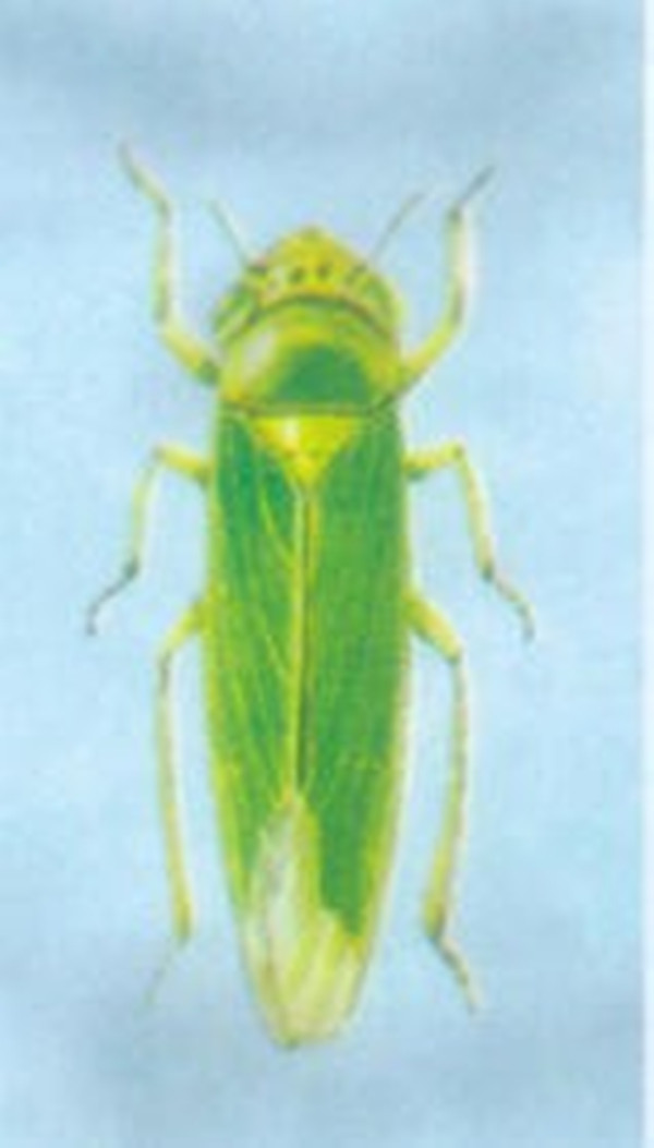 菱纹叶蝉