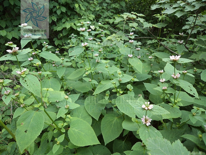  p>大叶糙苏(学名: i>phlomis maximowiczii /i> regel)是唇形科糙苏