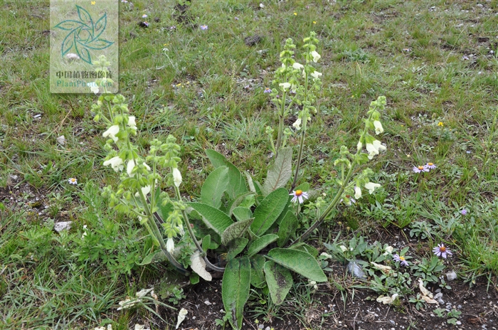  p>毛地黄鼠尾草为多年生直立 a href="#" data-lemmaid="719271">