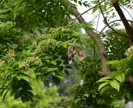  p>降香(学名: i>dalbergia odorifera /i> t.