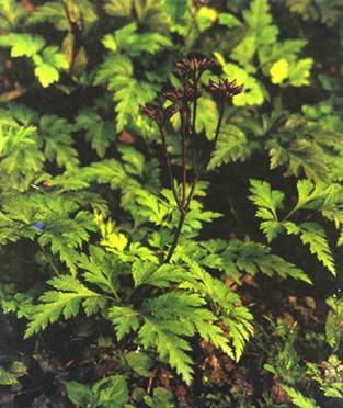  p>三角叶黄连( i>coptis deltoidea /i> c.y.