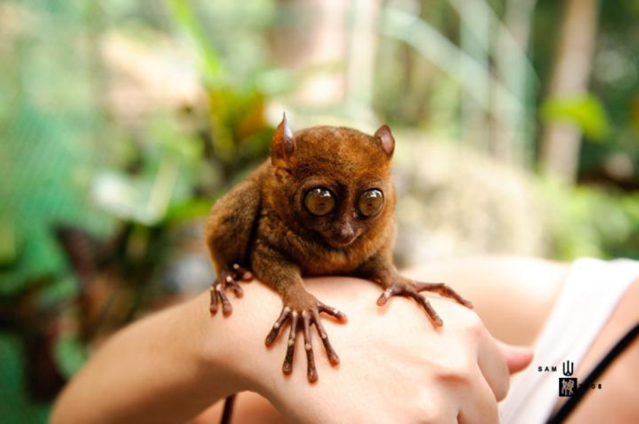  p>小嘴狐猴是世界最小的猴类,重量大约在30至90克.