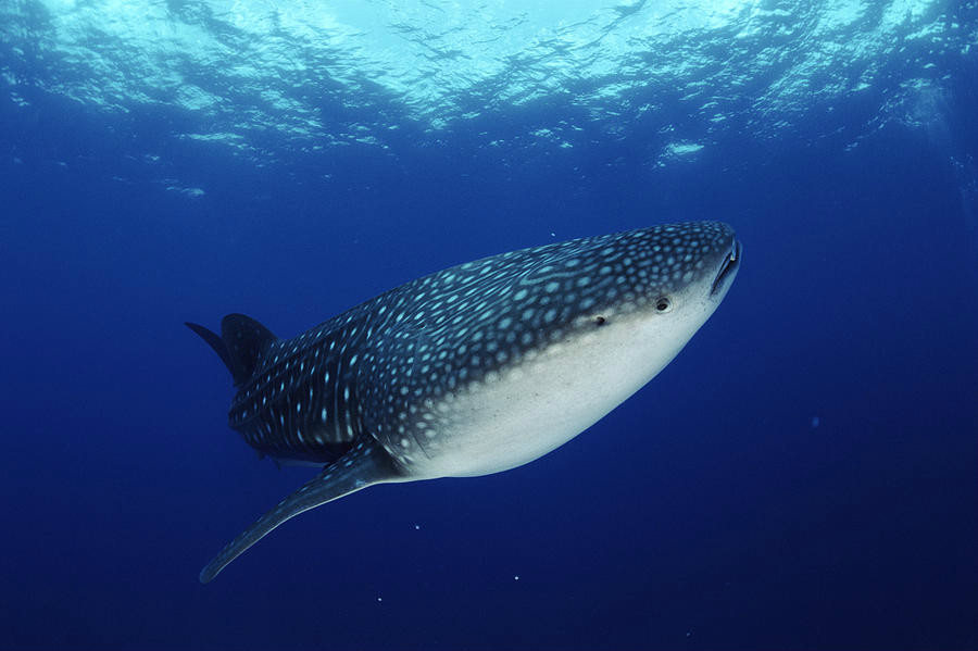  p>鲸鲨, i>rhincodon typus  /i>(smith, 1828), a target="_blank"