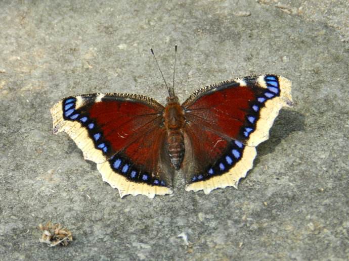  p>黄缘蛱蝶 ngmphalis antiopa( linnatns)是鳞翅目蛱蝶科蛱蝶亚科